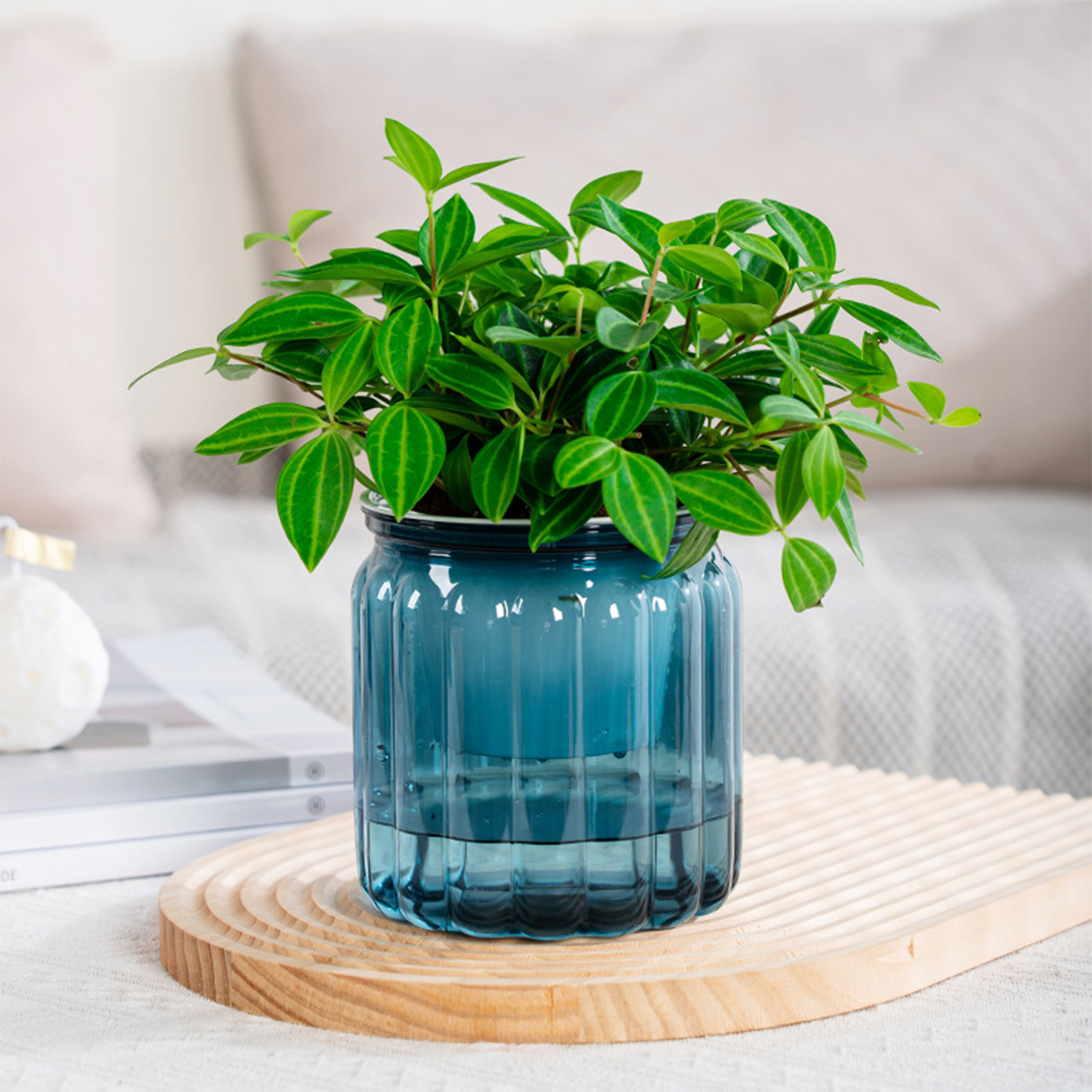 Snake Plant Ceramic - Элегантный саморегулирующийся изящный современный домашний цветочный