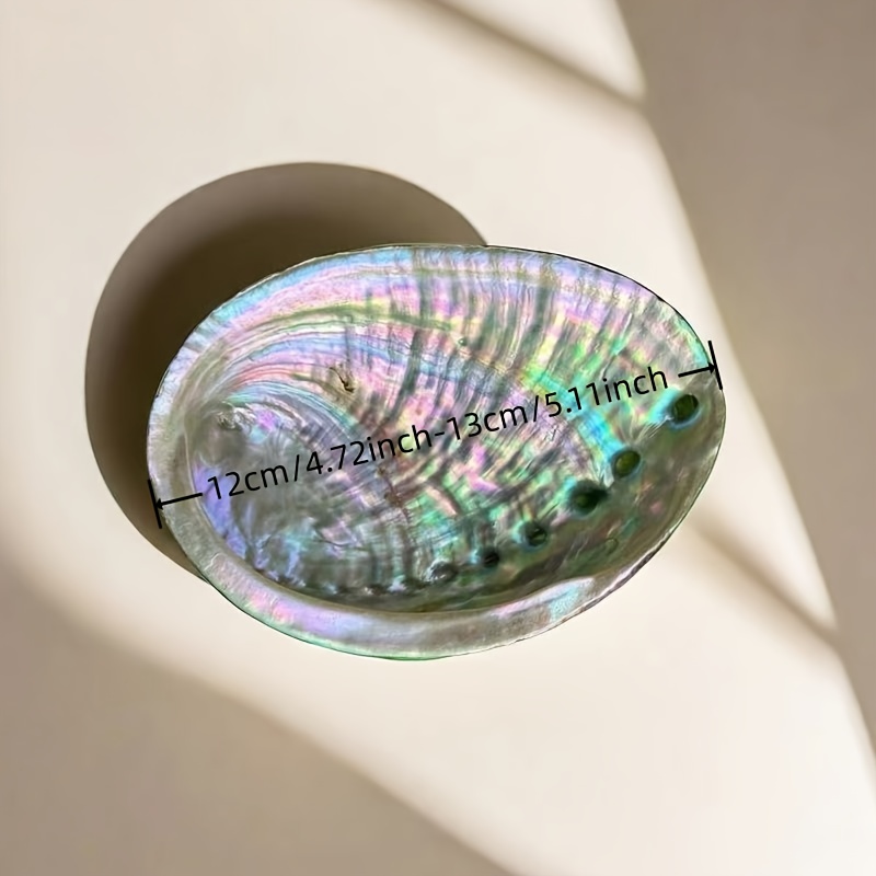 Кашпо из раковин морского ушка – обзор и цена Plant Parents
