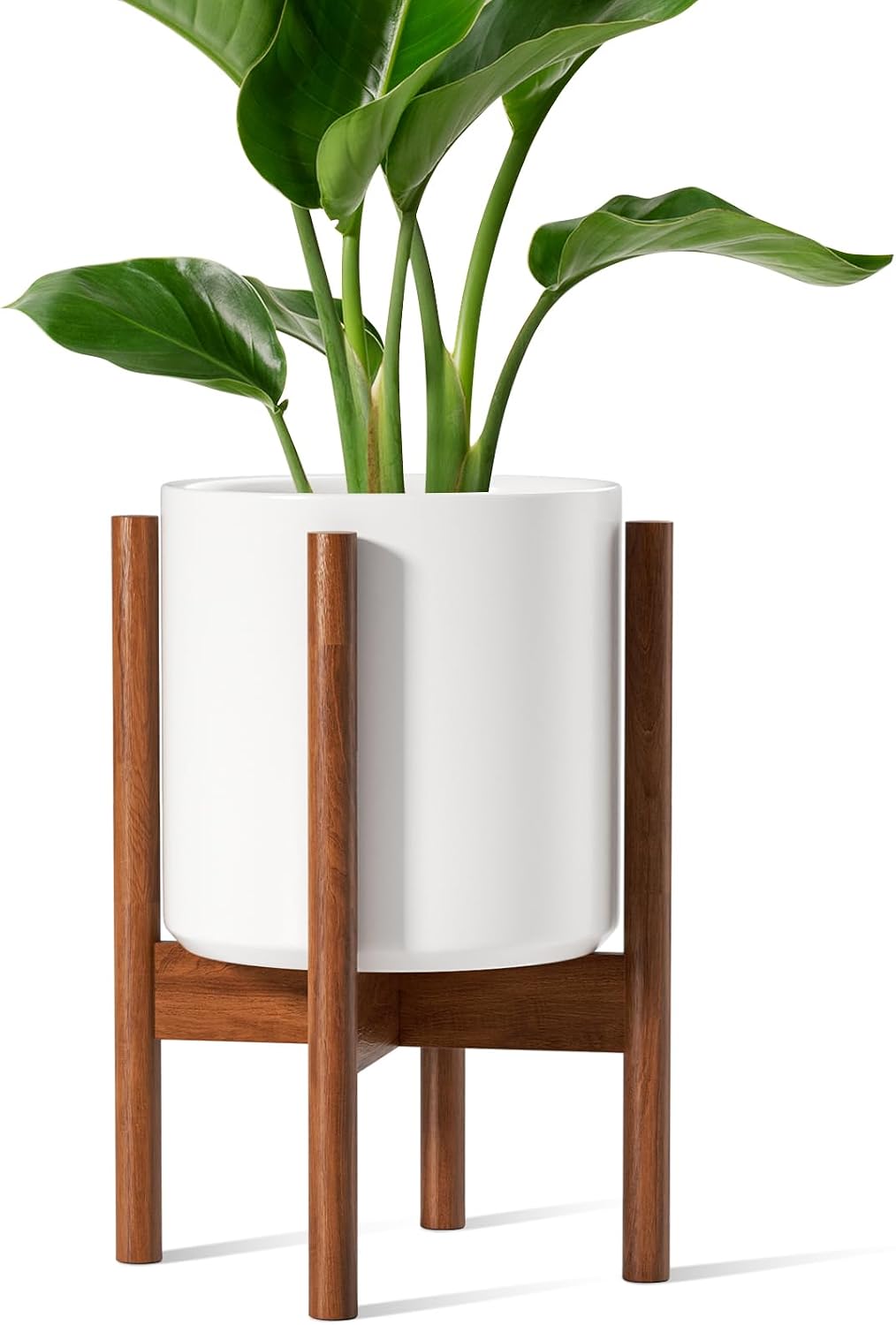 12-дюймовый белый керамический – обзор и цена Snake Plant Ceramic