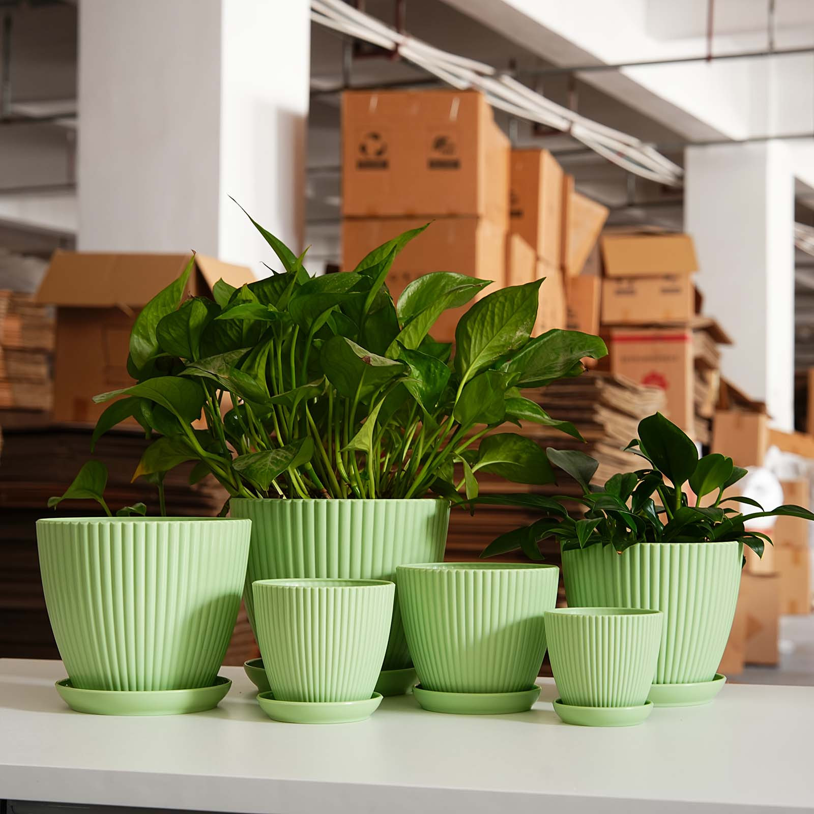Вертикальный полосатый цветочн – обзор и цена Snake Plant Ceramic