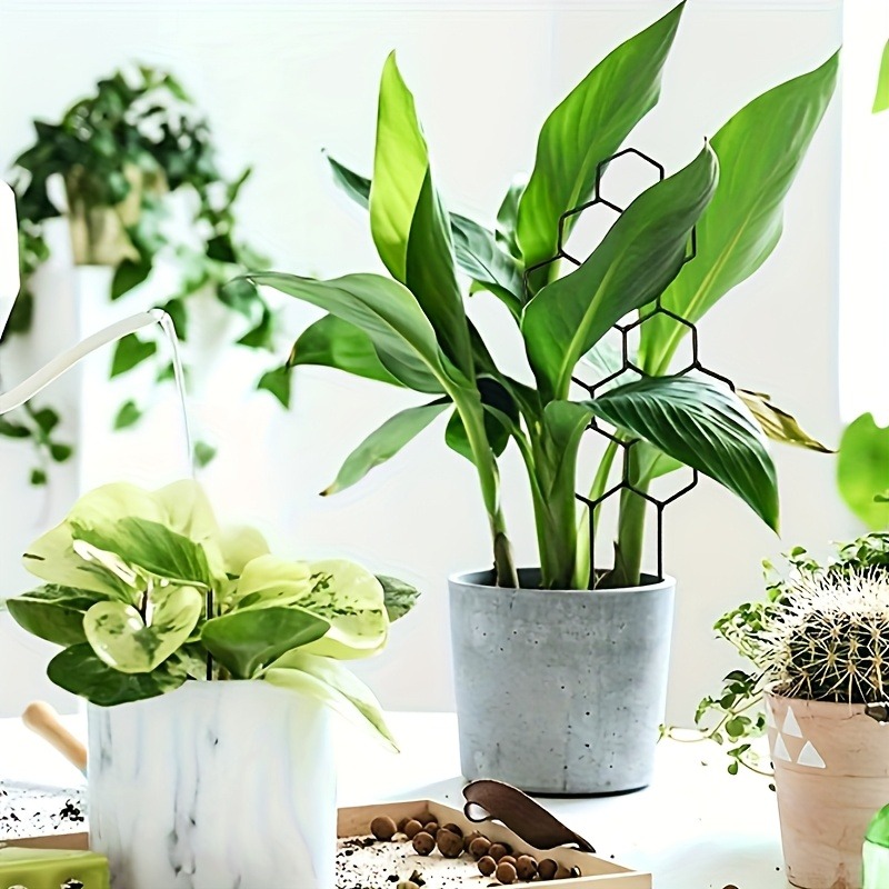 3 шт., рамка для поддержки рас – обзор и цена Plant Parents