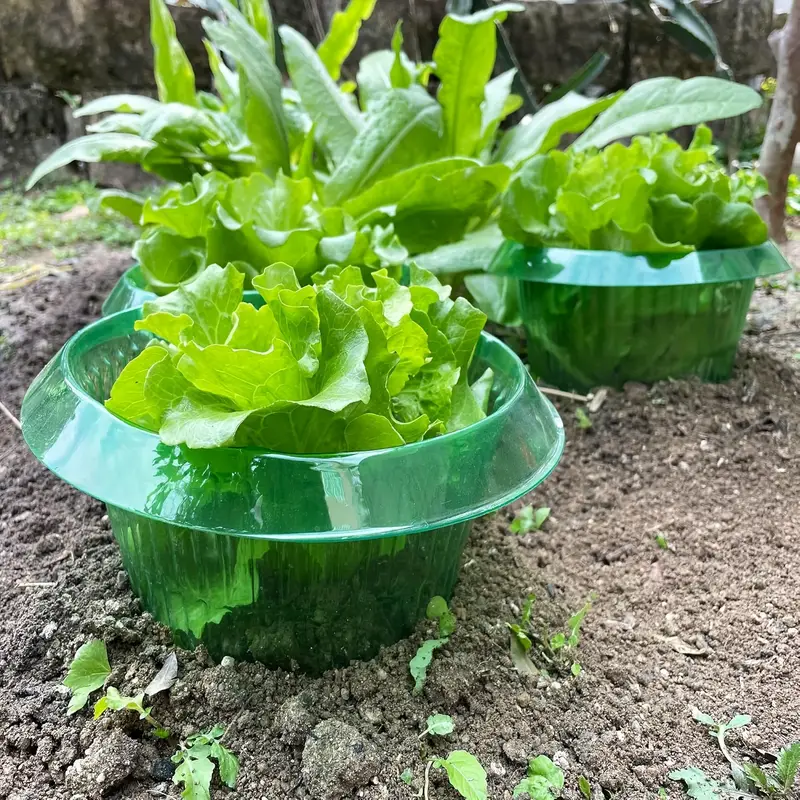 Защитные кольца для слизи раст – обзор и цена Plant Parents