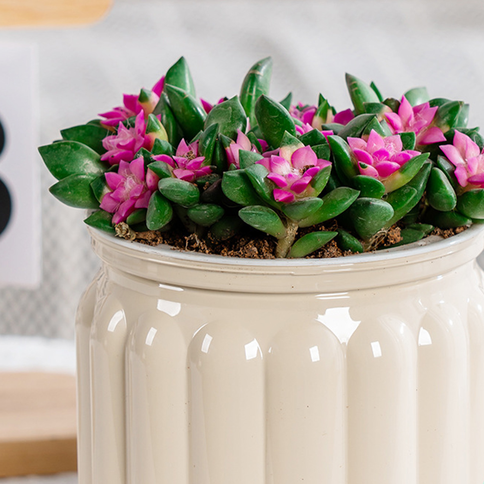 Элегантный саморегулирующийся  – обзор и цена Snake Plant Ceramic